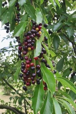 Wild Black Cherry Tree - 3 Gallon Pot -Outdoor Garden Store prunus serotina wild black cherry tree 5