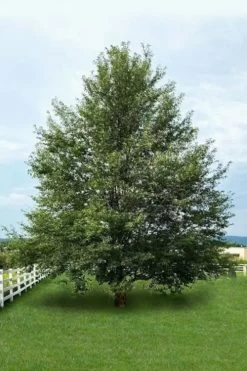 Wild Black Cherry Tree - 3 Gallon Pot -Outdoor Garden Store prunus serotina wild black cherry tree 7