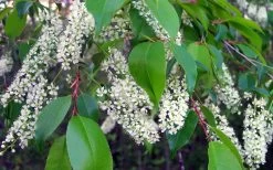 Wild Black Cherry Tree - 3 Gallon Pot -Outdoor Garden Store prunus serotina wild black cherry tree 8