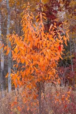 Wild Black Cherry Tree - 3 Gallon Pot -Outdoor Garden Store prunus serotina wild black cherry tree 9