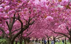 Kwanzan Pink Double Flowering Cherry Tree - 3 Gallon Pot 15 Kwanzan Pink Double Flowering Cherry Tree - 3 Gallon Pot -Outdoor Garden Store prunus serrulata kwansan flowering cherry 10