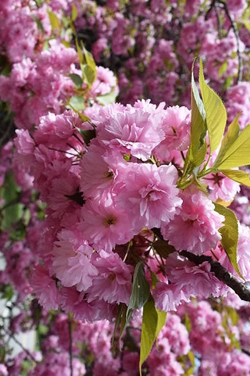 Kwanzan Pink Double Flowering Cherry Tree - 3 Gallon Pot 6 Kwanzan Pink Double Flowering Cherry Tree - 3 Gallon Pot - Image 4