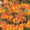 Florida Flame Native Azalea (Rhododendron Austrinum) - 3 Gallon Pot 1 Florida Flame Native Azalea (Rhododendron Austrinum) - 3 Gallon Pot -Outdoor Garden Store rhododendron austrinum florida flame native azalea 11