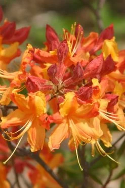 Florida Flame Native Azalea (Rhododendron Austrinum) - 3 Gallon Pot 16 Florida Flame Native Azalea (Rhododendron Austrinum) - 3 Gallon Pot -Outdoor Garden Store rhododendron austrinum florida flame native azalea 5