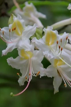 Coleman's Native Azalea (Rhododendron Colemanii 'Multiflora') - 3 Gallon Pot 10 Coleman's Native Azalea (Rhododendron Colemanii 'Multiflora') - 3 Gallon Pot -Outdoor Garden Store rhododendron colemanii multiflora colemans native azalea 1