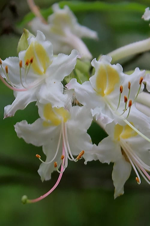 Coleman's Native Azalea (Rhododendron Colemanii 'Multiflora') - 3 Gallon Pot 6 Coleman's Native Azalea (Rhododendron Colemanii 'Multiflora') - 3 Gallon Pot - Image 4