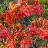 Father Ryan Oconee Native Azalea - 3 Gallon Pot -Outdoor Garden Store rhododendron flammeum father ryan 6