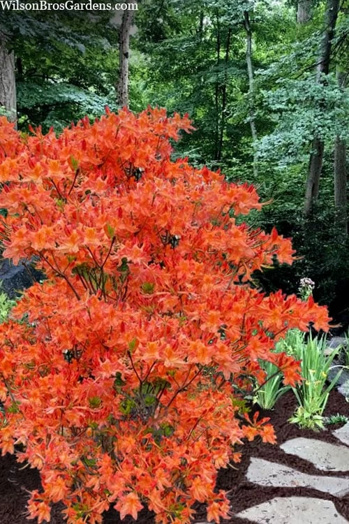 Pat Ryan Aromi Azalea (Rhododendron Hybrid) - 3 Gallon Pot 3 Pat Ryan Aromi Azalea (Rhododendron Hybrid) - 3 Gallon Pot