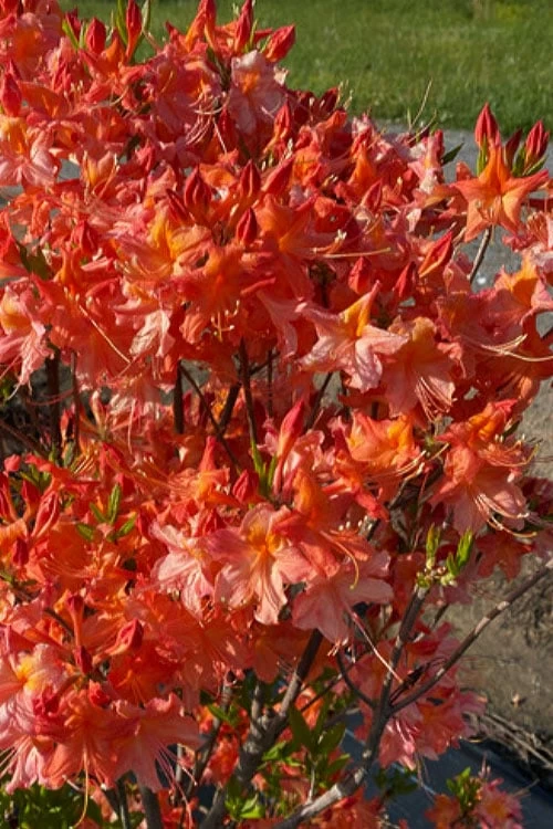 Pat Ryan Aromi Azalea (Rhododendron Hybrid) - 3 Gallon Pot 7 Pat Ryan Aromi Azalea (Rhododendron Hybrid) - 3 Gallon Pot - Image 5