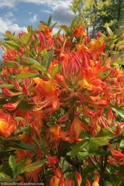 Smitty's Orange Crush Native Azalea (Rhododendron X) - 3 Gallon Pot 10 Smitty's Orange Crush Native Azalea (Rhododendron X) - 3 Gallon Pot -Outdoor Garden Store rhododendron smittys orange crush native azalea 1