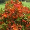 Smitty's Orange Crush Native Azalea (Rhododendron X) - 3 Gallon Pot 2 Smitty's Orange Crush Native Azalea (Rhododendron X) - 3 Gallon Pot -Outdoor Garden Store rhododendron smittys orange crush native azalea 3