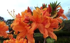Smitty's Orange Crush Native Azalea (Rhododendron X) - 3 Gallon Pot 11 Smitty's Orange Crush Native Azalea (Rhododendron X) - 3 Gallon Pot -Outdoor Garden Store rhododendron smittys orange crush native azalea 4
