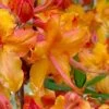 Tallulah Sunrise Native Azalea (Rhododendron) - 1 Gallon Pot -Outdoor Garden Store rhododendron tallulah sunrise native azalea 100 thumbnail