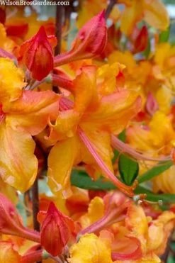 Tallulah Sunrise Native Azalea (Rhododendron) - 1 Gallon Pot