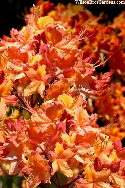 Tallulah Sunrise Native Azalea (Rhododendron) - 1 Gallon Pot 8 Tallulah Sunrise Native Azalea (Rhododendron) - 1 Gallon Pot - Image 6