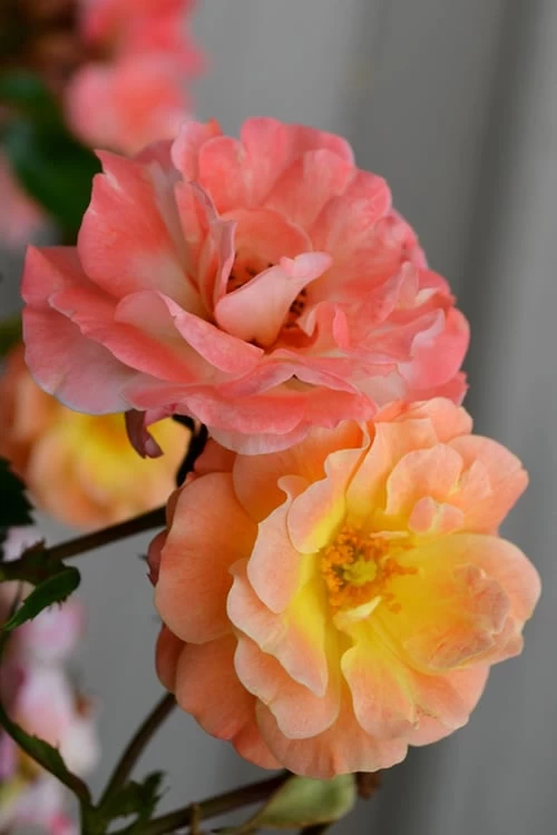 Peach Drift Groundcover Rose - 2 Gallon Pot 5 Peach Drift Groundcover Rose - 2 Gallon Pot - Image 3
