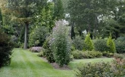 Purple Pillar Rose Of Sharon - 3 Gallon Pot -Outdoor Garden Store rose of sharon purple pillar 21