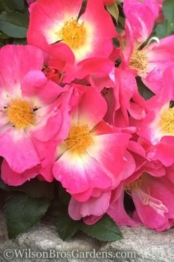 Pink Drift Groundcover Rose - 3 Gallon Pot 12 Pink Drift Groundcover Rose - 3 Gallon Pot -Outdoor Garden Store rose pink drift 11