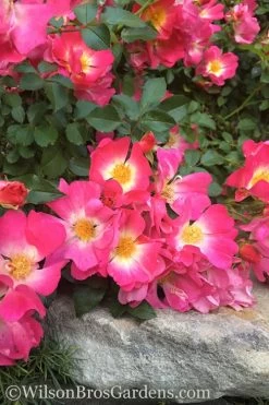 Pink Drift Groundcover Rose - 3 Gallon Pot 14 Pink Drift Groundcover Rose - 3 Gallon Pot -Outdoor Garden Store rose pink drift 12
