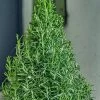 Arp Rosemary Pyramid Form - 2 Gallon Pot 1 Arp Rosemary Pyramid Form - 2 Gallon Pot -Outdoor Garden Store rosmarinus officinalis arp rosemary pyramid topiary 1