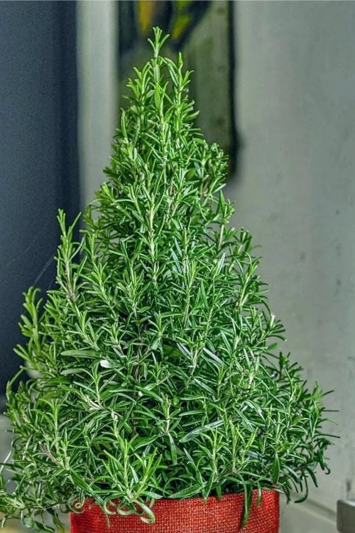 Arp Rosemary Pyramid Form - 2 Gallon Pot 3 Arp Rosemary Pyramid Form - 2 Gallon Pot
