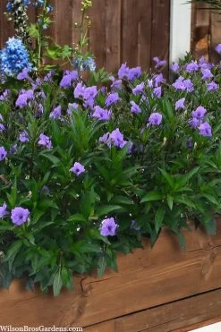 Mayan Compact Purple Mexican Petunia (Ruellia) - 5 Pack Quart Pots 9 Mayan Compact Purple Mexican Petunia (Ruellia) - 5 Pack Quart Pots -Outdoor Garden Store ruellia simplex mayan compact purple mexican petunia 4