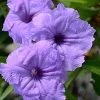 Mayan Compact Purple Mexican Petunia (Ruellia) - 5 Pack Quart Pots 2 Mayan Compact Purple Mexican Petunia (Ruellia) - 5 Pack Quart Pots -Outdoor Garden Store ruellia simplex nayan compact purple mexican petunia 1