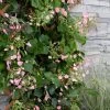 Rose Sensation Pink Climbing Hydrangea Vine - 1 Gallon Pot 2 Rose Sensation Pink Climbing Hydrangea Vine - 1 Gallon Pot -Outdoor Garden Store schizophragma hydrangeoides rose sensation climbing hydrangea 101