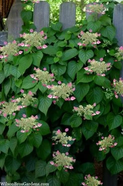 Rose Sensation Pink Climbing Hydrangea Vine - 1 Gallon Pot 18 Rose Sensation Pink Climbing Hydrangea Vine - 1 Gallon Pot -Outdoor Garden Store schizophragma hydrangeoides rose sensation climbing hydrangea 104