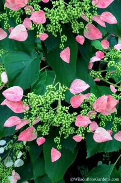 Rose Sensation Pink Climbing Hydrangea Vine - 1 Gallon Pot 19 Rose Sensation Pink Climbing Hydrangea Vine - 1 Gallon Pot -Outdoor Garden Store schizophragma hydrangeoides rose sensation climbing hydrangea 106