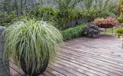 Feather Falls Sedge (Carex Oshimensis) - 5 Pack Of Quart Pots -Outdoor Garden Store sedge feather falls 3 800x500 1