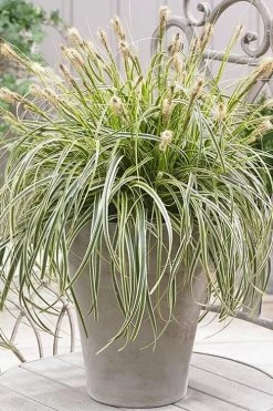 Feather Falls Sedge (Carex Oshimensis) - 5 Pack Of Quart Pots -Outdoor Garden Store sedge feather falls 500x750 1