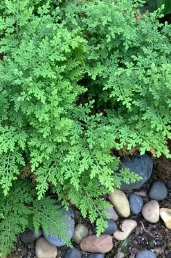 Arborvitae Fern (Selaginella Braunii) - 2.5 Quart Pot -Outdoor Garden Store selaginella braunii arborvitae fern 2