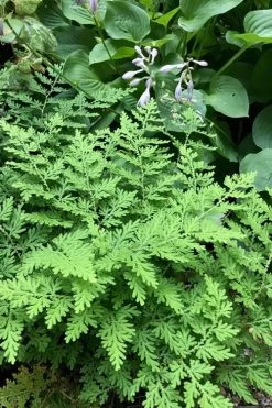 Arborvitae Fern (Selaginella Braunii) - 2.5 Quart Pot -Outdoor Garden Store selaginella braunii arborvitae fern 3