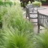 Pony Tails Mexican Feather Grass - Stipa Tennuissima - 1 Gallon Pot -Outdoor Garden Store stipa tenuissima ponytails mexican feather grass 102