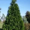 Green Giant Arborvitae (Thuja) - 5 Gallon Pot 1 Green Giant Arborvitae (Thuja) - 5 Gallon Pot -Outdoor Garden Store thuja green giant arborvitae 101
