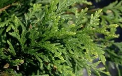 Green Giant Arborvitae (Thuja) - 5 Gallon Pot 12 Green Giant Arborvitae (Thuja) - 5 Gallon Pot -Outdoor Garden Store thuja green giant arborvitae 102