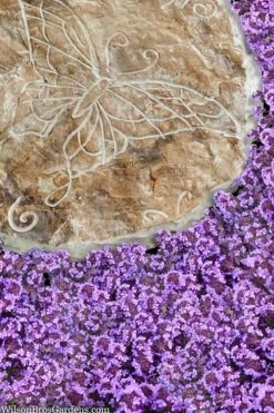 Caborn Wine & Roses Creeping Thyme - 5 Pack Of Quart Pots 10 Caborn Wine & Roses Creeping Thyme - 5 Pack Of Quart Pots -Outdoor Garden Store thymus caborn wine and roses 2