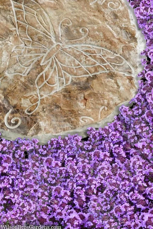 Caborn Wine & Roses Creeping Thyme - 5 Pack Of Quart Pots 6 Caborn Wine & Roses Creeping Thyme - 5 Pack Of Quart Pots - Image 4