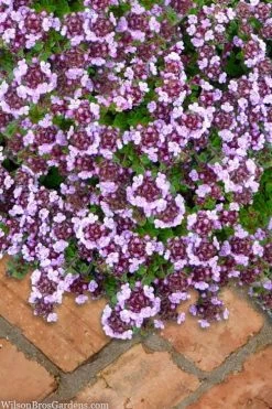 Caborn Wine & Roses Creeping Thyme - 5 Pack Of Quart Pots