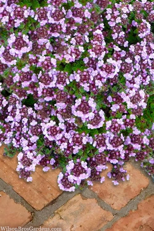 Caborn Wine & Roses Creeping Thyme - 5 Pack Of Quart Pots 3 Caborn Wine & Roses Creeping Thyme - 5 Pack Of Quart Pots