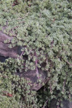 Woolly Creeping Thyme (Thymus Lanuginosis) - 6 Pack Of Pint Pots 21 Woolly Creeping Thyme (Thymus Lanuginosis) - 6 Pack Of Pint Pots -Outdoor Garden Store thymus lanuginosis wooly thyme 11