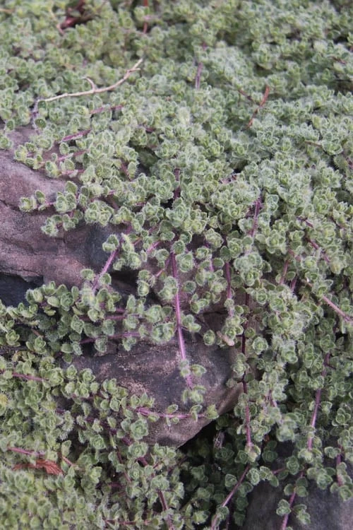 Woolly Creeping Thyme (Thymus Lanuginosis) - 6 Pack Of Pint Pots 12 Woolly Creeping Thyme (Thymus Lanuginosis) - 6 Pack Of Pint Pots - Image 10