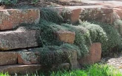 Woolly Creeping Thyme (Thymus Lanuginosis) - 6 Pack Of Pint Pots 15 Woolly Creeping Thyme (Thymus Lanuginosis) - 6 Pack Of Pint Pots -Outdoor Garden Store thymus lanuginosis wooly thyme 4