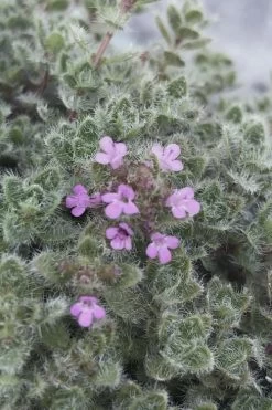 Woolly Creeping Thyme (Thymus Lanuginosis) - 6 Pack Of Pint Pots 16 Woolly Creeping Thyme (Thymus Lanuginosis) - 6 Pack Of Pint Pots -Outdoor Garden Store thymus lanuginosis wooly thyme 5