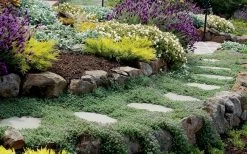 Woolly Creeping Thyme (Thymus Lanuginosis) - 6 Pack Of Pint Pots 17 Woolly Creeping Thyme (Thymus Lanuginosis) - 6 Pack Of Pint Pots -Outdoor Garden Store thymus lanuginosis wooly thyme 6