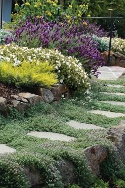 Woolly Creeping Thyme (Thymus Lanuginosis) - 6 Pack Of Pint Pots