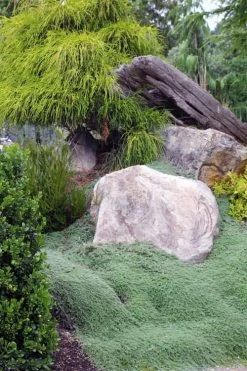 Woolly Creeping Thyme (Thymus Lanuginosis) - 6 Pack Of Pint Pots 18 Woolly Creeping Thyme (Thymus Lanuginosis) - 6 Pack Of Pint Pots -Outdoor Garden Store thymus lanuginosis wooly thyme 8