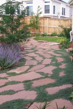 Woolly Creeping Thyme (Thymus Lanuginosis) - 6 Pack Of Pint Pots 19 Woolly Creeping Thyme (Thymus Lanuginosis) - 6 Pack Of Pint Pots -Outdoor Garden Store thymus lanuginosis wooly thyme 9