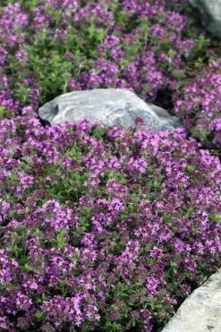 Magic Carpet Creeping Thyme (Thymus Serpyllum) - 6 Pack Of Pint Pots 11 Magic Carpet Creeping Thyme (Thymus Serpyllum) - 6 Pack Of Pint Pots -Outdoor Garden Store thymus serpyllum magic carpet creeping thyme 2